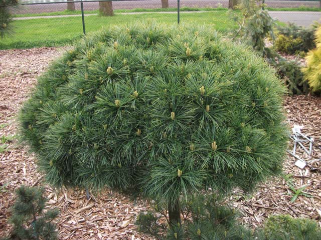 Pinus strobus 'Ed's Broom'