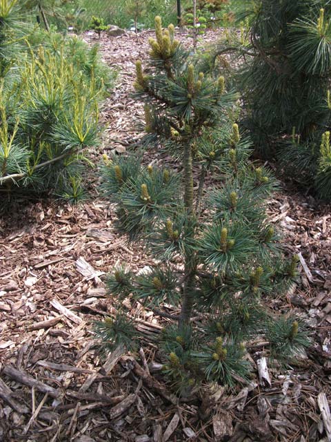 Pinus strobus 'Elf'