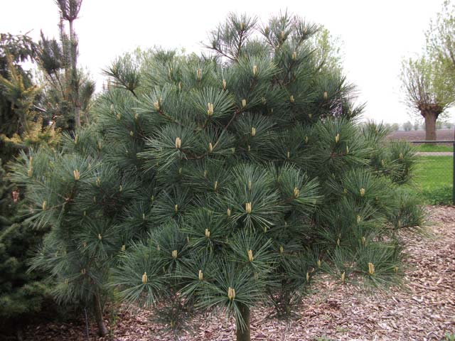 Pinus strobus 'Elkin's Dwarf'