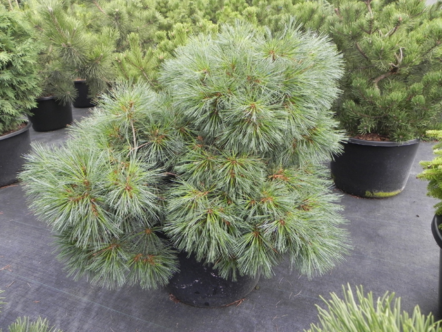 Pinus strobus 'Excitation'