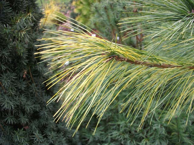 Pinus strobus 'Gold Painted'