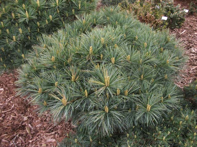 Pinus strobus 'Mary Butler'