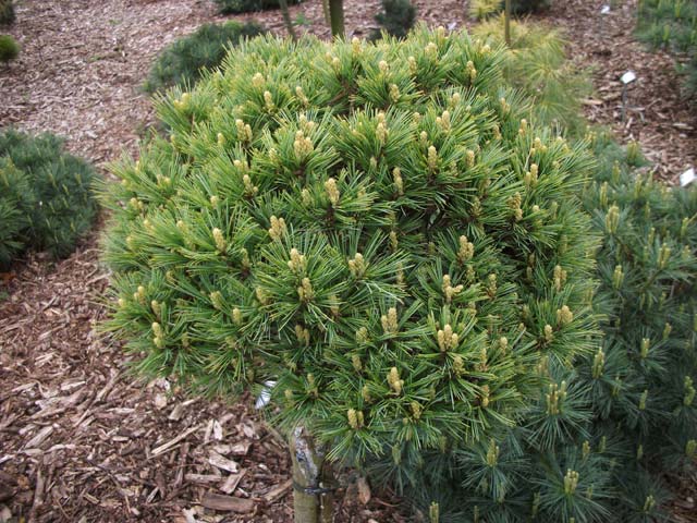 Pinus strobus 'Mary Sweeney'
