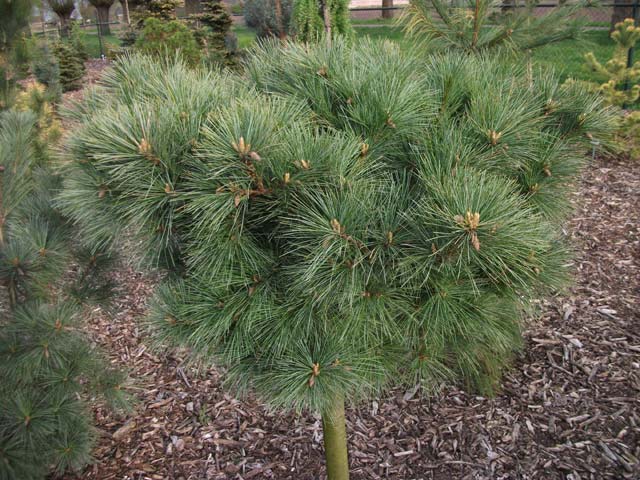 Pinus strobus 'Wind Swept Broom'