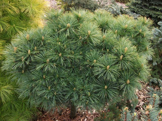 Pinus strobus 'Witches' Broom STA'