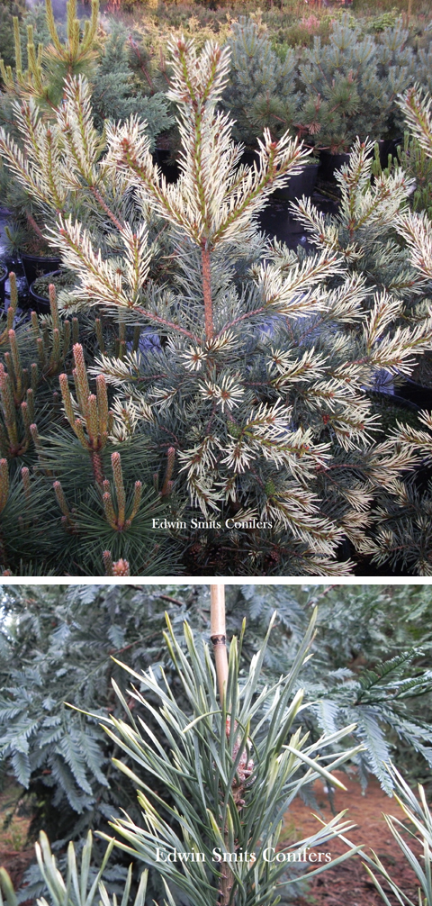 Pinus sylvestris 'Frosty'