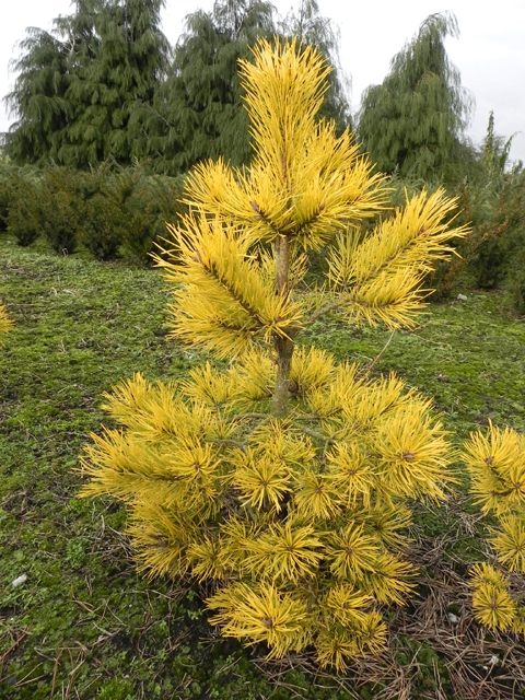 Pinus sylvestris 'Mosaic'