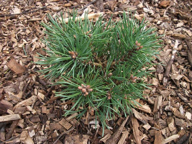 Pinus sylvestris 'Strong Hollander Broom'