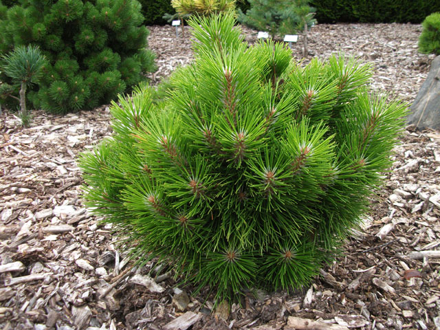 Pinus tabulaeformis 'Shenyang'