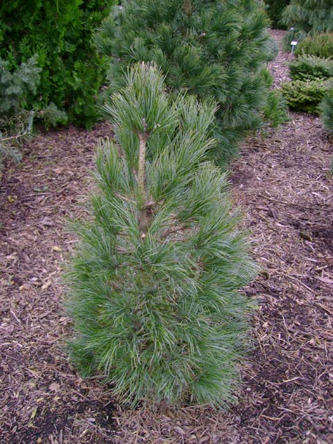 Pinus cembra 'Sartori'