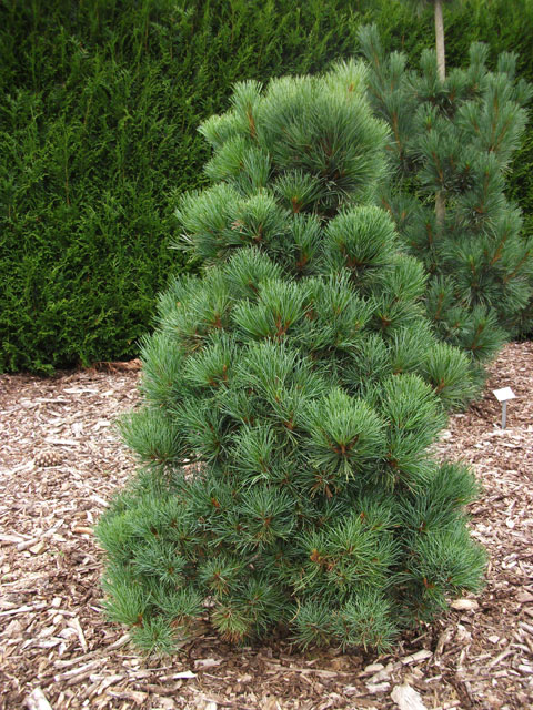 Pinus peuce 'Minidom'