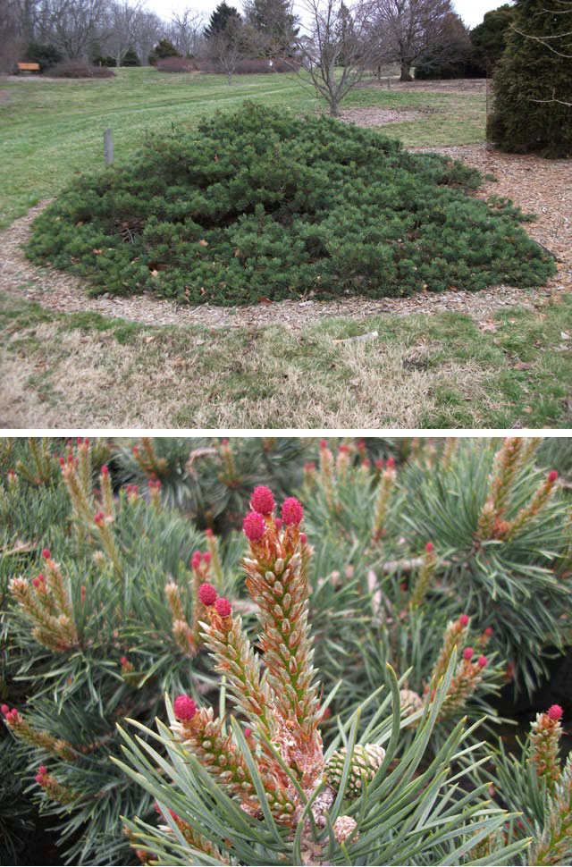 Pinus sylvestris 'Albyn' (‘Albyn’s Prostrate’, ‘Albyns’)