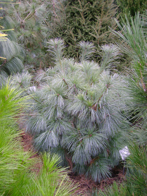 Pinus schwerinii (x) 'Wiethorst'
