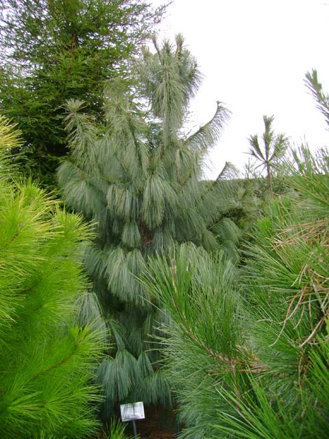 Pinus schwerinii (x) 