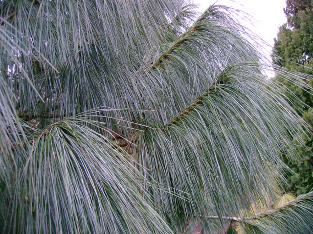 Pinus wallichiana 'Glauca'
