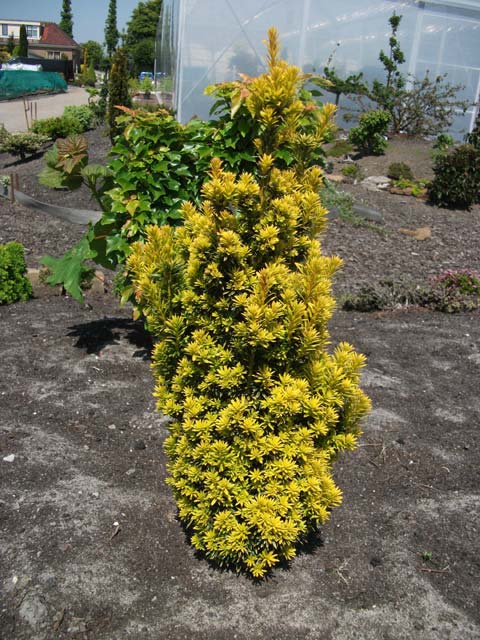 Taxus baccata 'Goldener Zwerg'