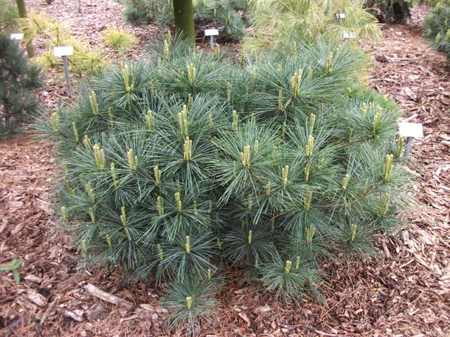 Pinus strobus 'Merrimack'